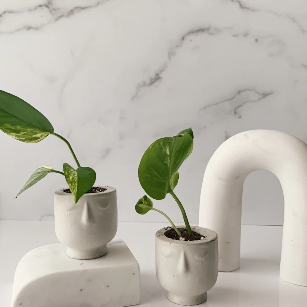 Modern Concrete Planters with Greenery